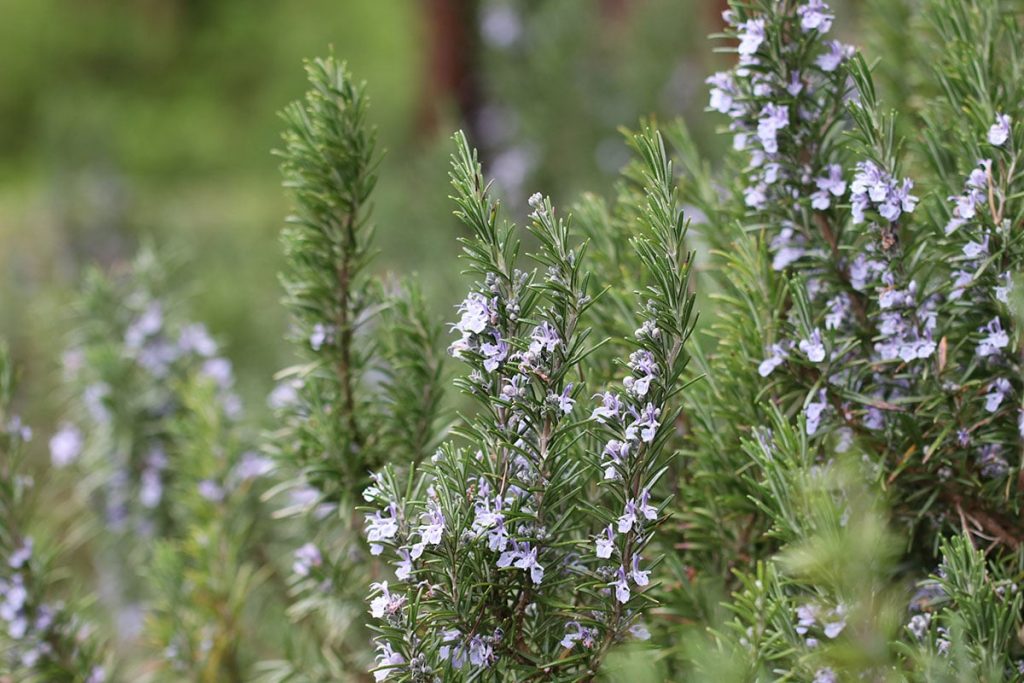 Rosmarin (Salvia rosmarinus)