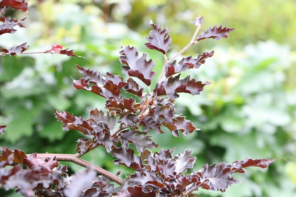 Rotbuche (Fagus sylvatica)