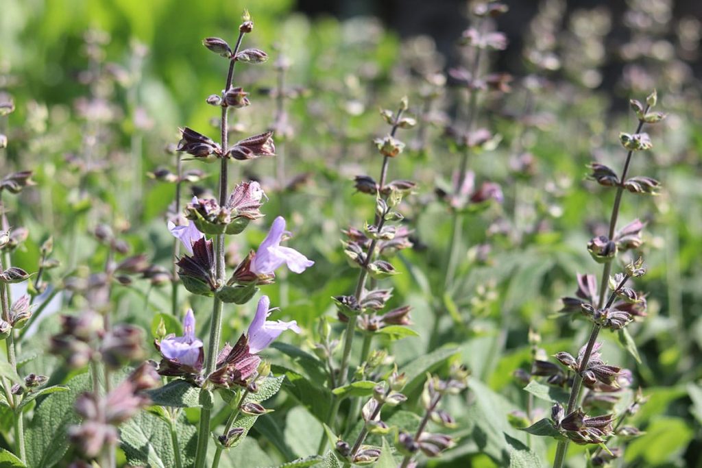 Salbei (Salvia officinalis)