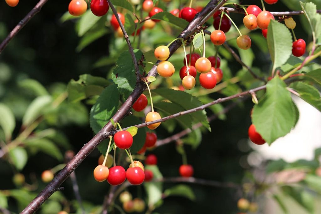 Echte Sauerkirsche (Prunus cerasus)