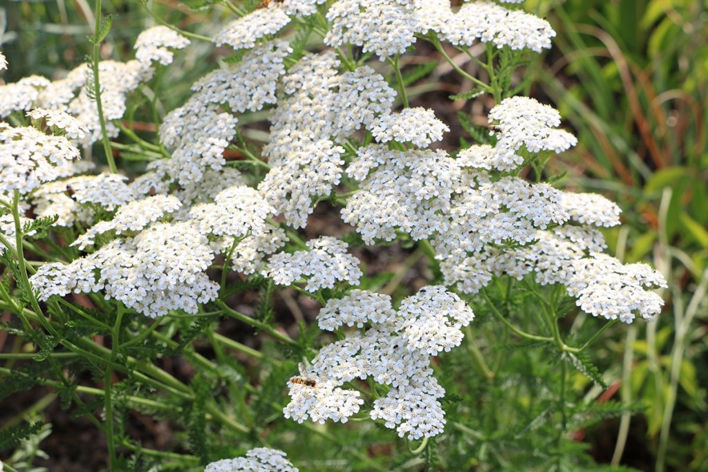 Schafgarbe (Achillea millefolium)