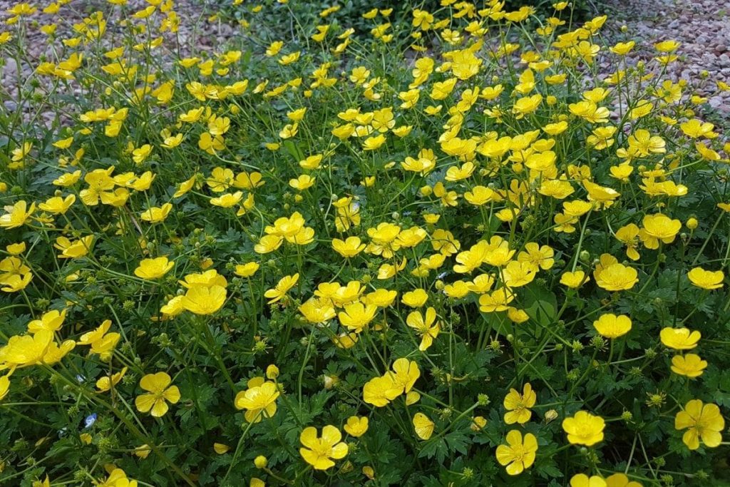 Scharfer Hahnenfuß (Ranunculus acris)