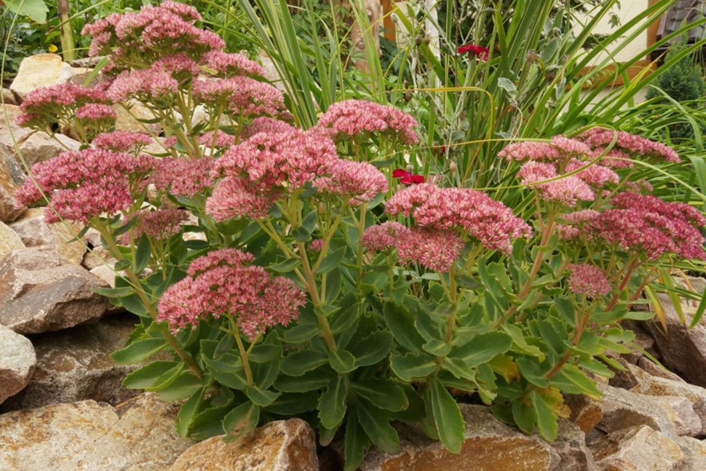 Scharfer Mauerpfeffer (Sedum acre)