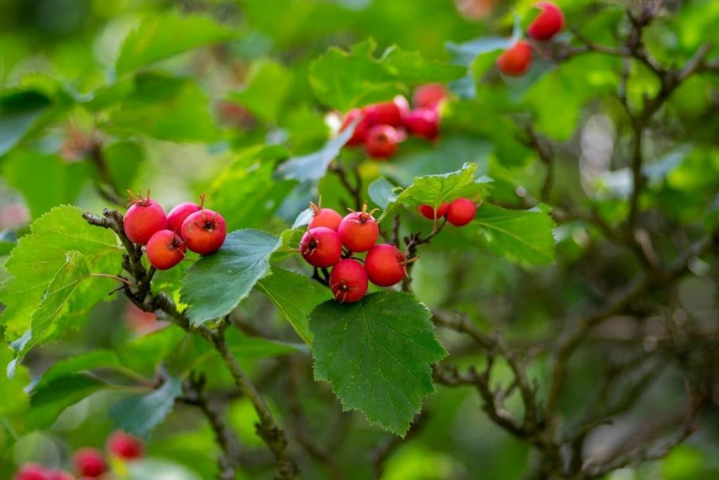 Alternativen Kirschlorbeer - Scharlachdorn (Crataegus coccinea)