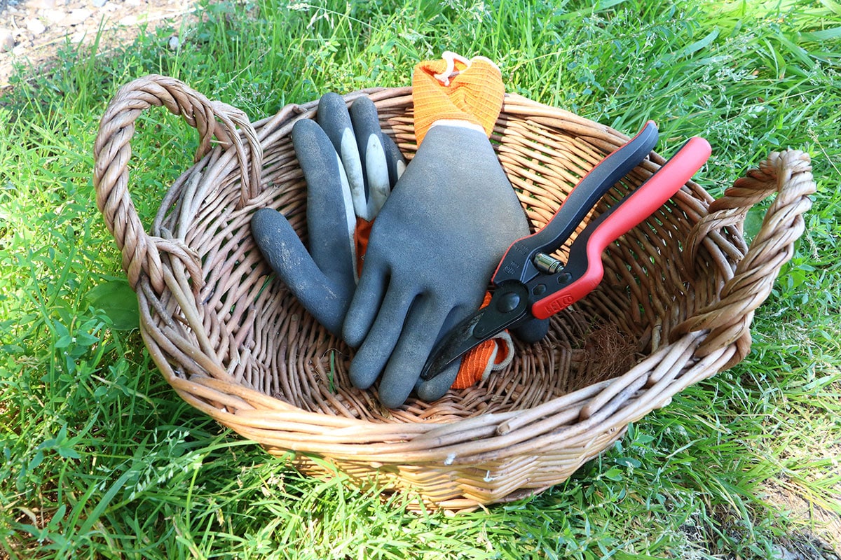 Handschuhe & Schere für die Herstellung von Brennnesseljauche für Rosen