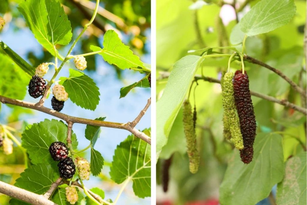 Schwarzer Maulbeerbaum (Morus nigra)