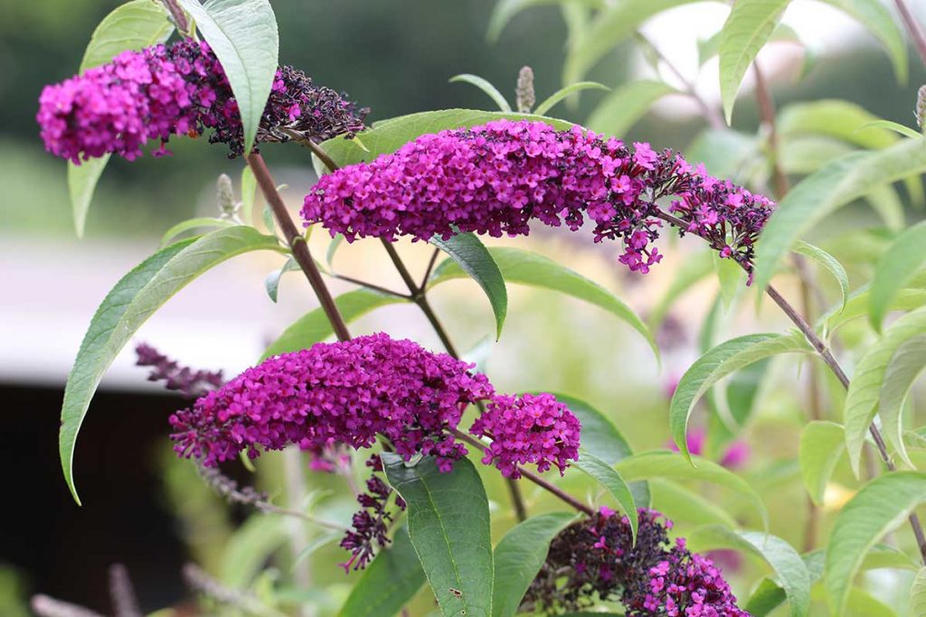 Sommerflieder (Buddleja davidii)