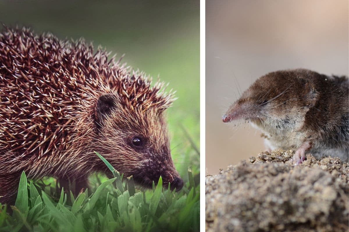 Igel & Spitzmaus