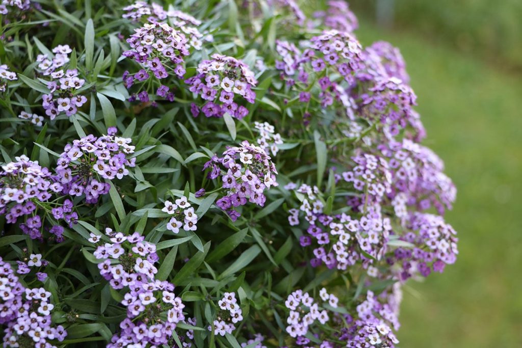 Strand-Silberkraut (Lobularia maritima)