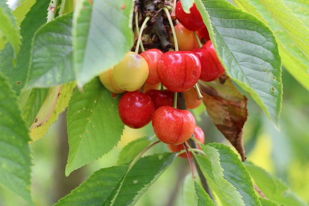 Süßkirschen (Prunus avium)