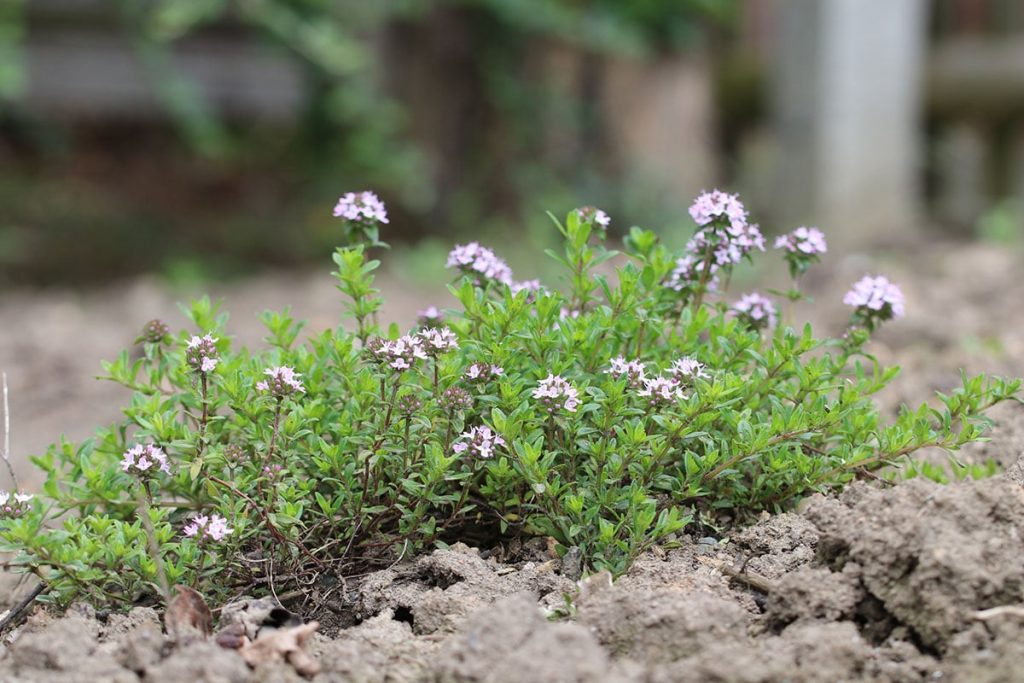 Thymian (Thymus)