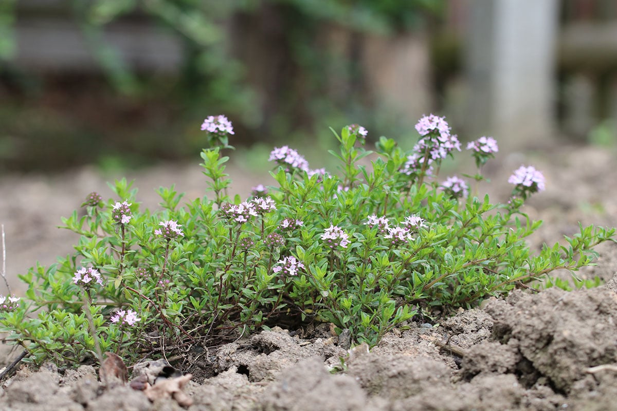 Thymian (Thymus vulgaris)