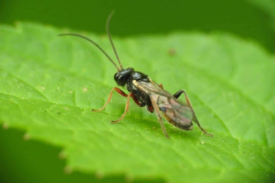 Trauermücken (Sciaridae)