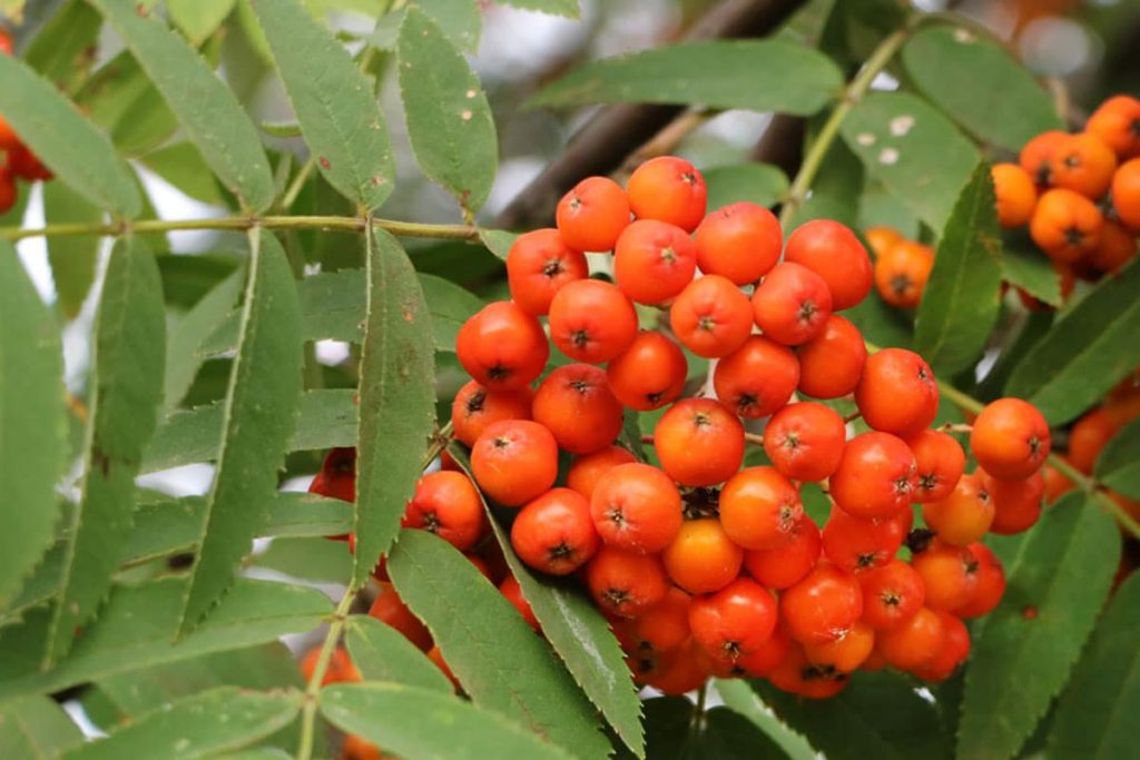 Vogelbeere (Eberesche (Sorbus aucuparia))