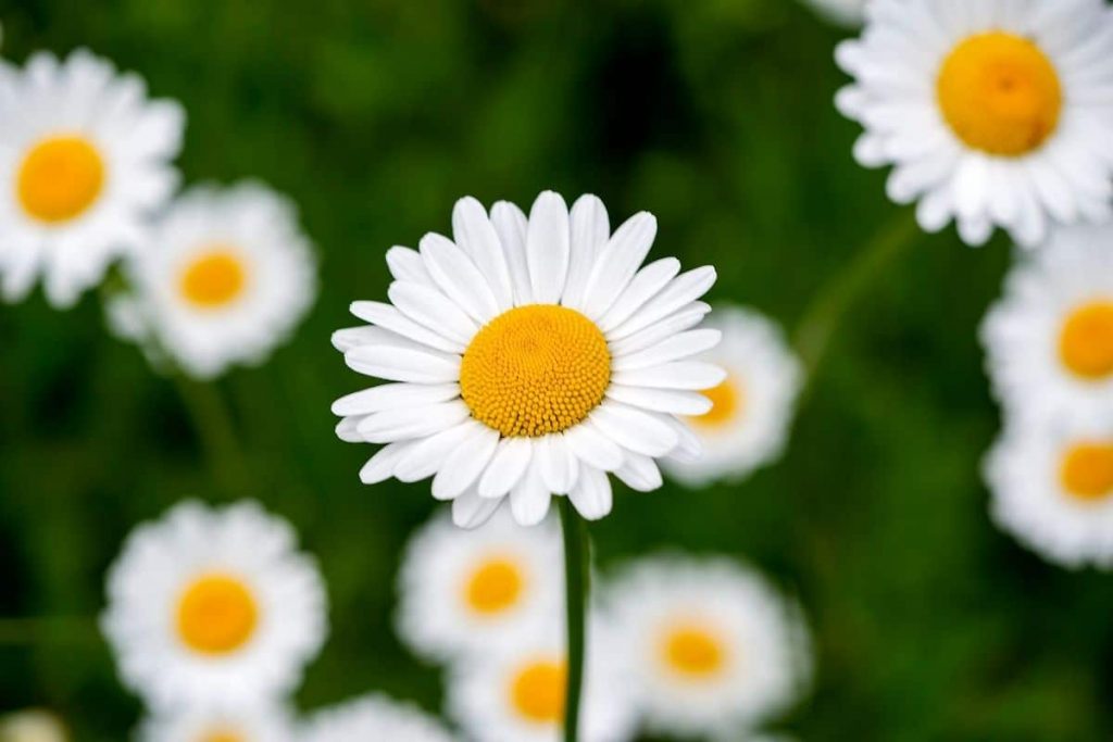 Wiesenmargerite (Leucanthemum vulgare)