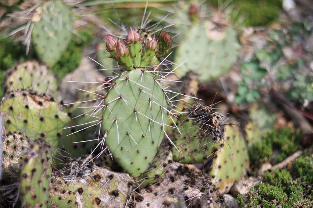 Winterharter Feigenkaktus (Opuntia phaeacantha)