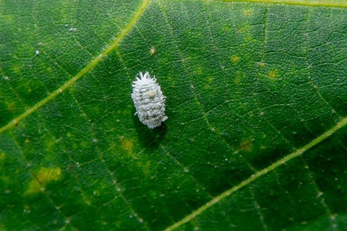 Wollläuse (Pseudococcidae)