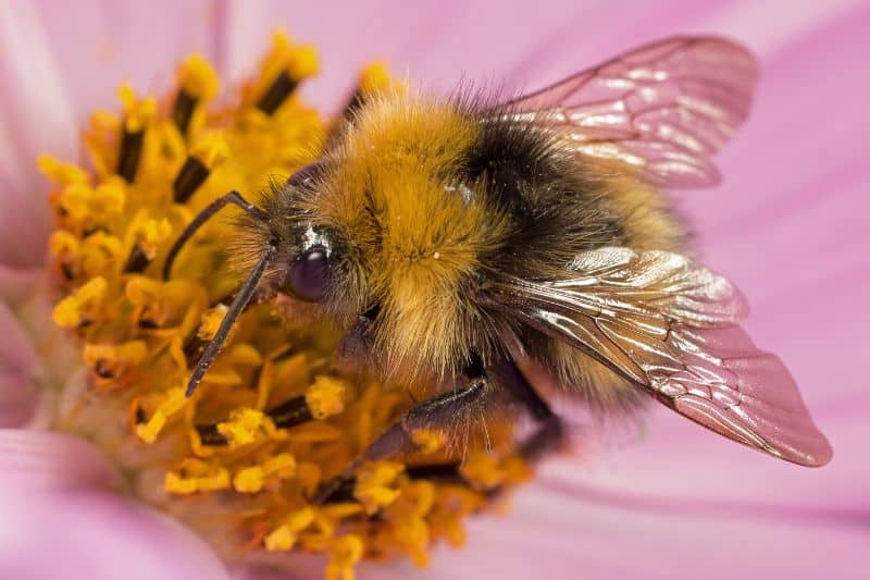 Ackerhummel (Bombus pascuorum)