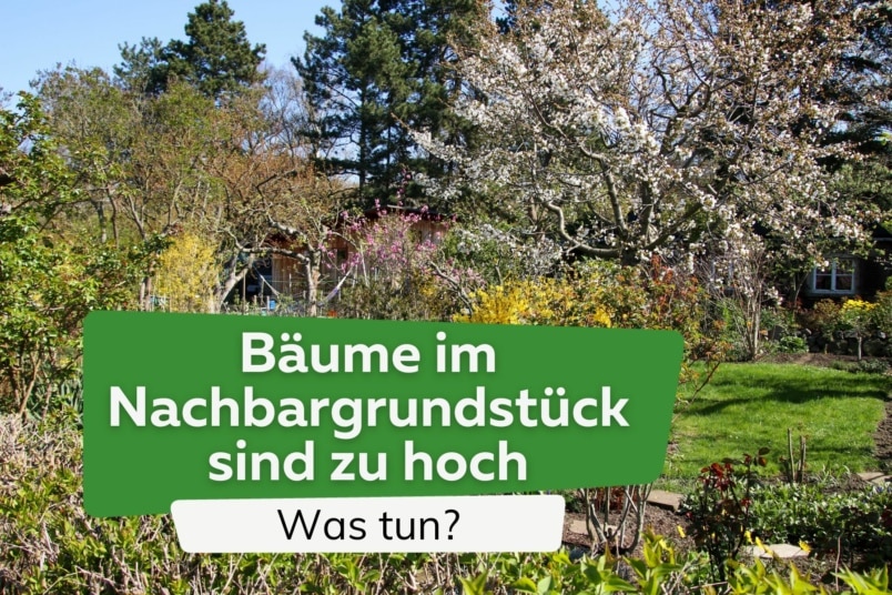 Bäume im Nachbargrundstück sind zu hoch: was tun?