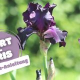 Bart-Iris (Iris barbata)