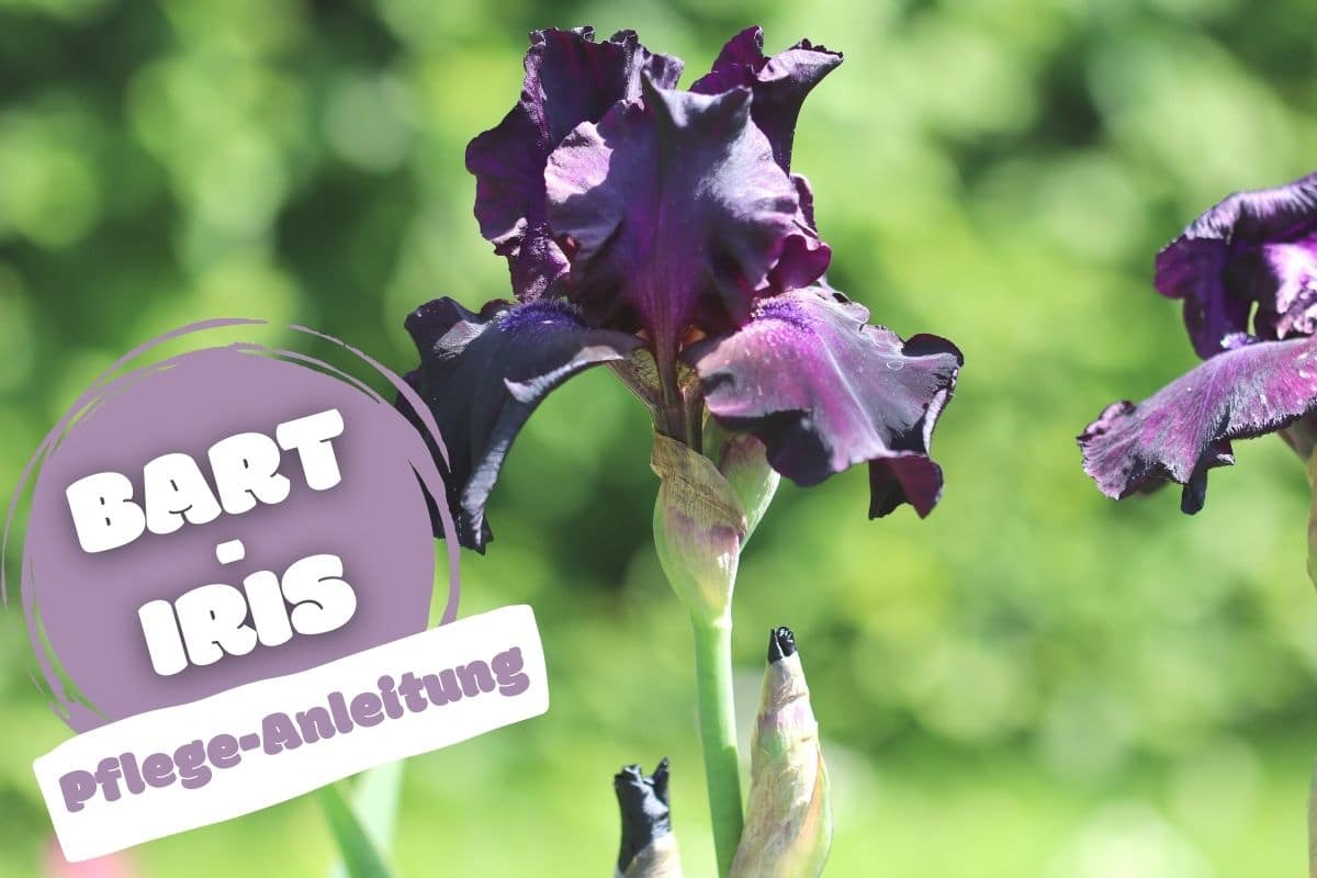 Bart-Iris (Iris barbata)