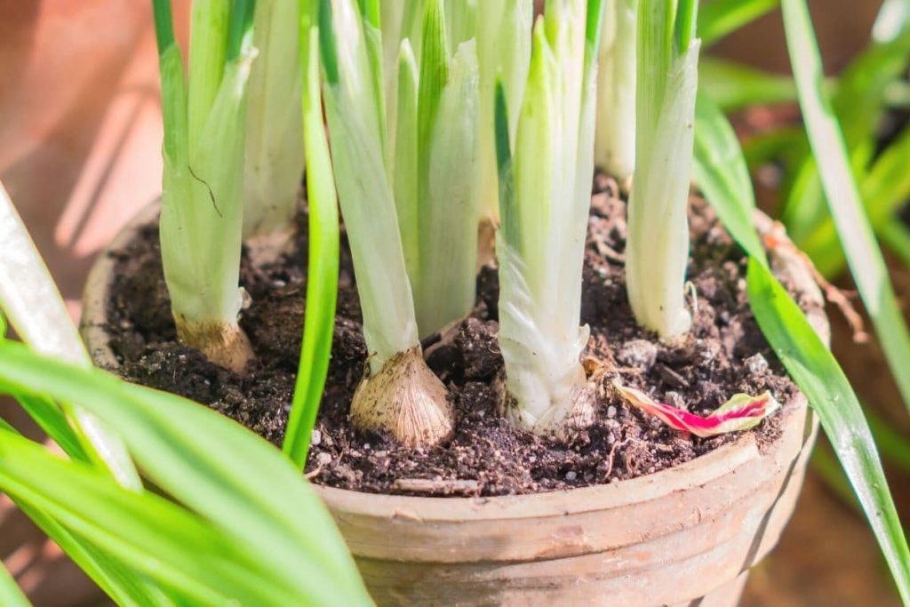 Knollen der Bart-Iris im Topf