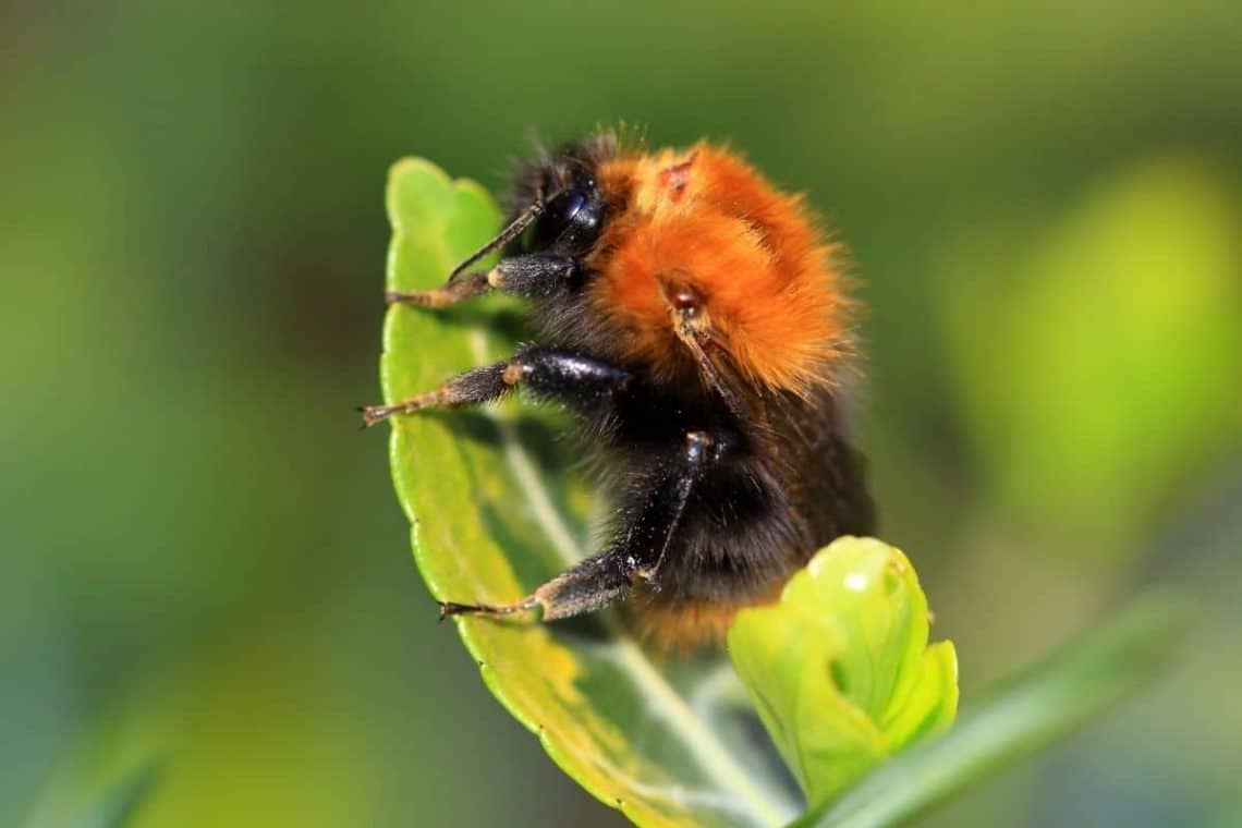 Baumhummel (Bombus hypnorum), heimische Hummelart