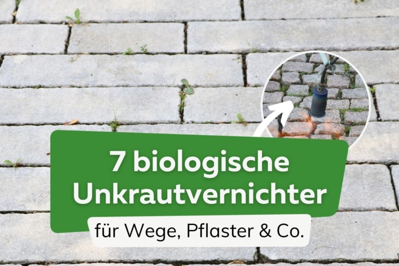 7 biologische Unkrautvernichter für Wege, Pflaster & Co