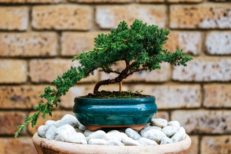 Bonsai