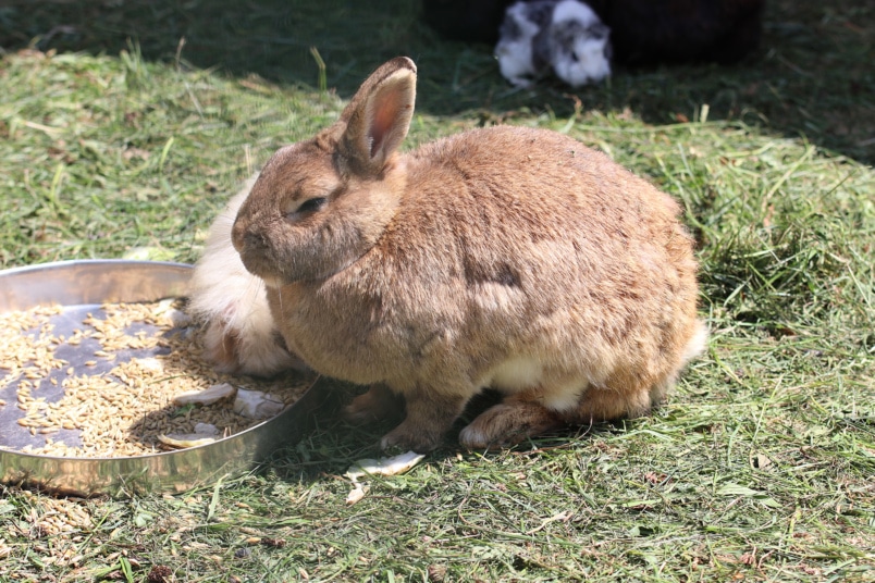 brauner Hase