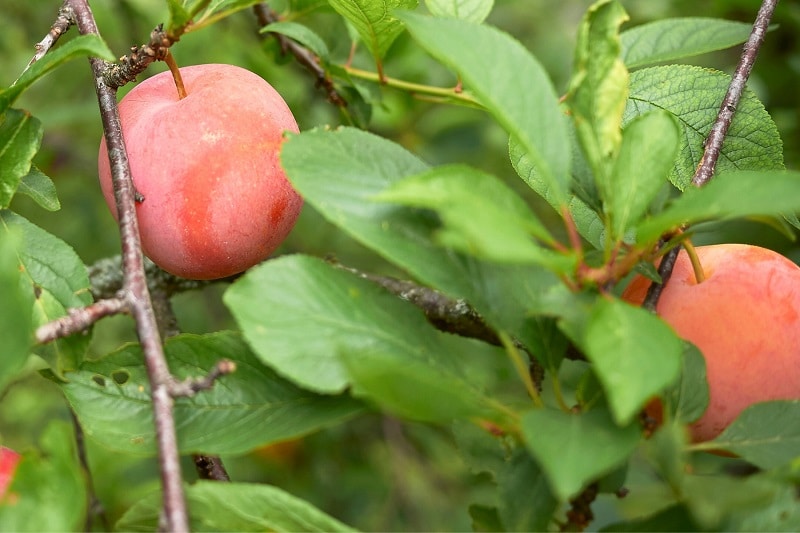 Chinesische Pflaume (Prunus salicina)