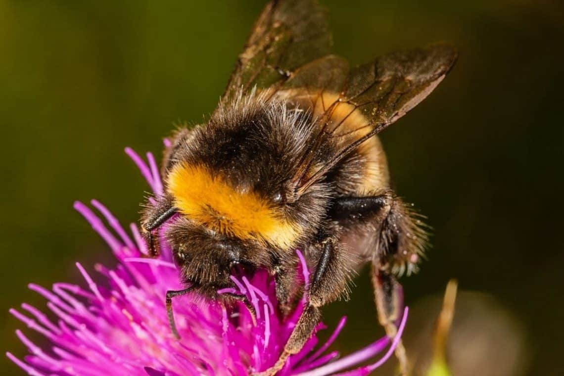 Deichhummel (Bombus distinguendus)