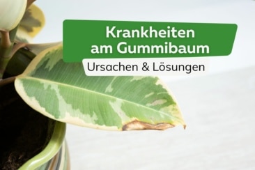 Die 11 häufigsten Gummibaum-Krankheiten