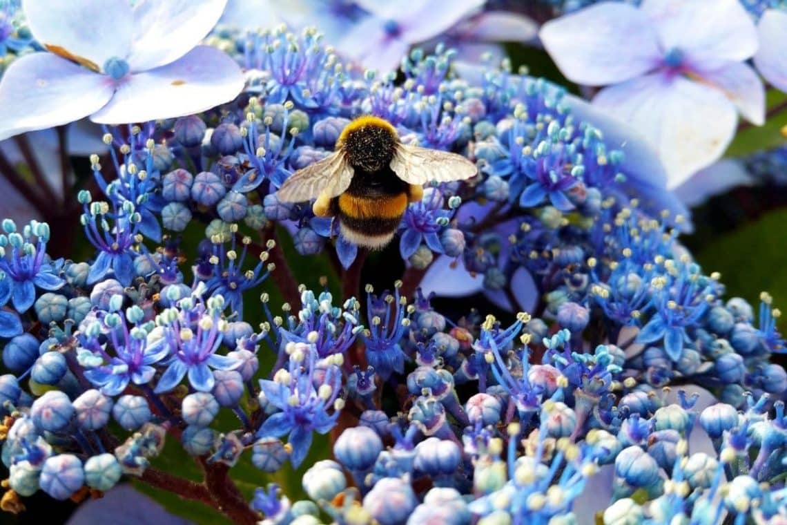 Distelhummel (Bombus soroeensis)