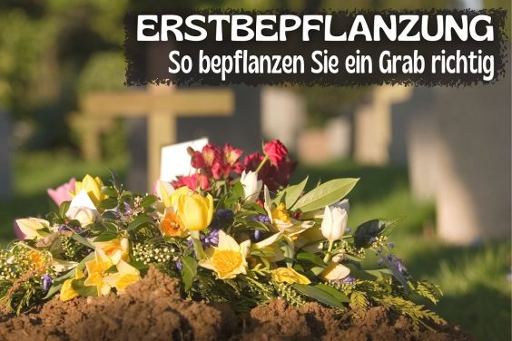 Erste Grabbepflanzung