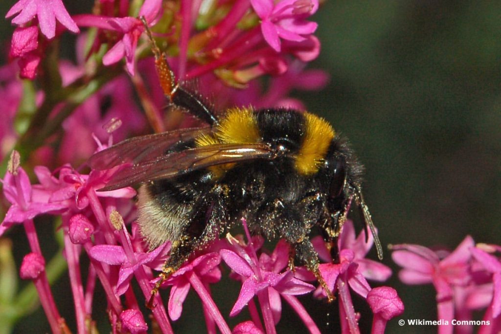 Feldhummel (Bombus ruderatus), heimische Hummelart