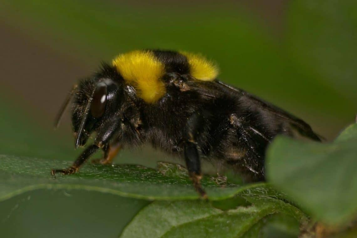 Gartenhummel (Bombus hortorum)