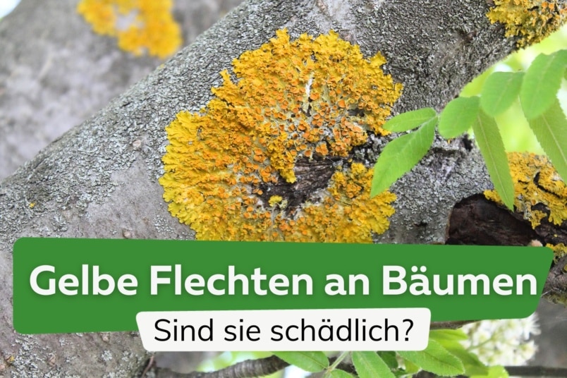 Gelbe Flechten an Bäumen und Sträuchern: was tun?