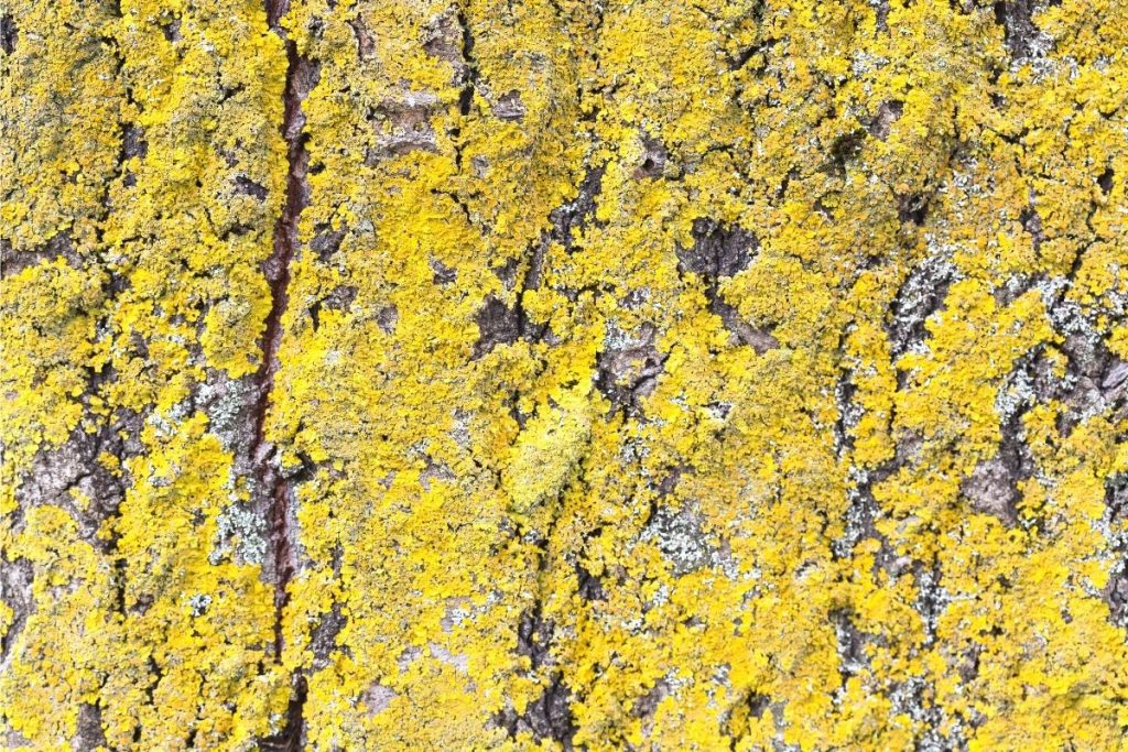 Gewöhnliche Gelbflechte (Xanthoria parietina)