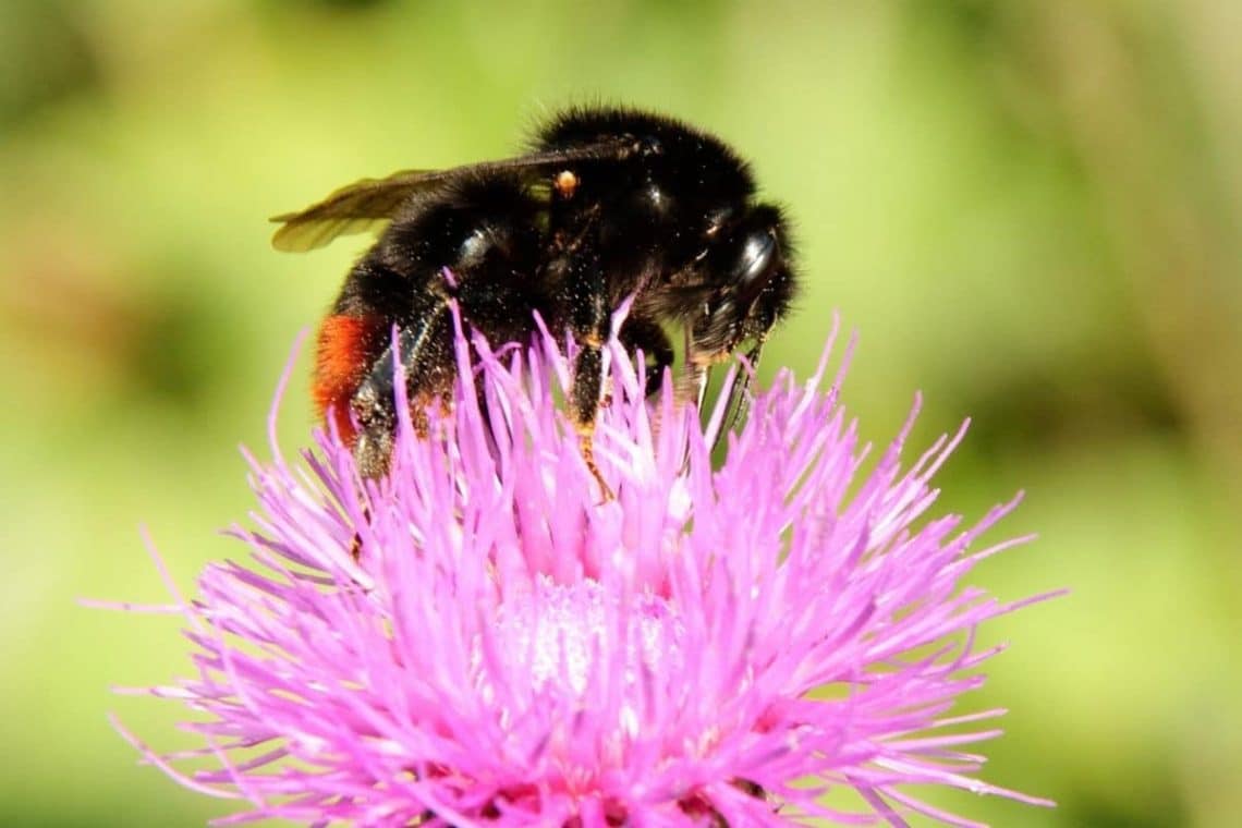 Grashummel (Bombus ruderarius)