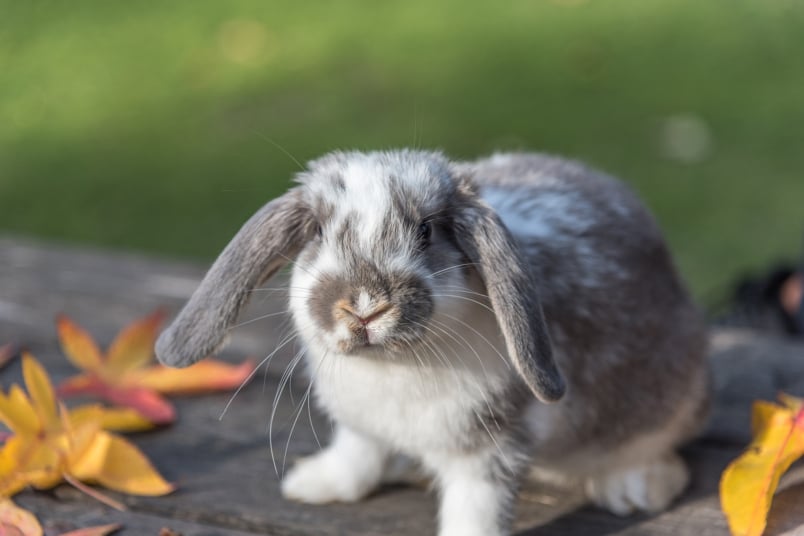 Grau, weißes Kaninchen