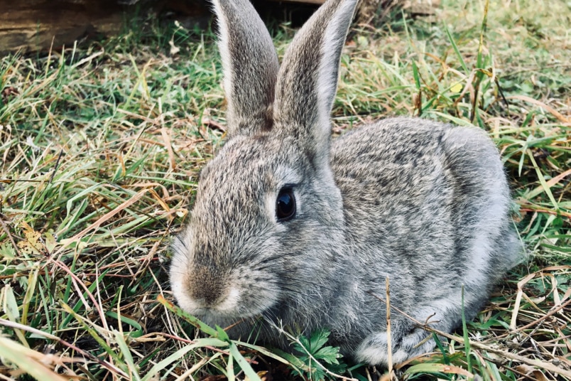 grauer Hase auf einer Wiese