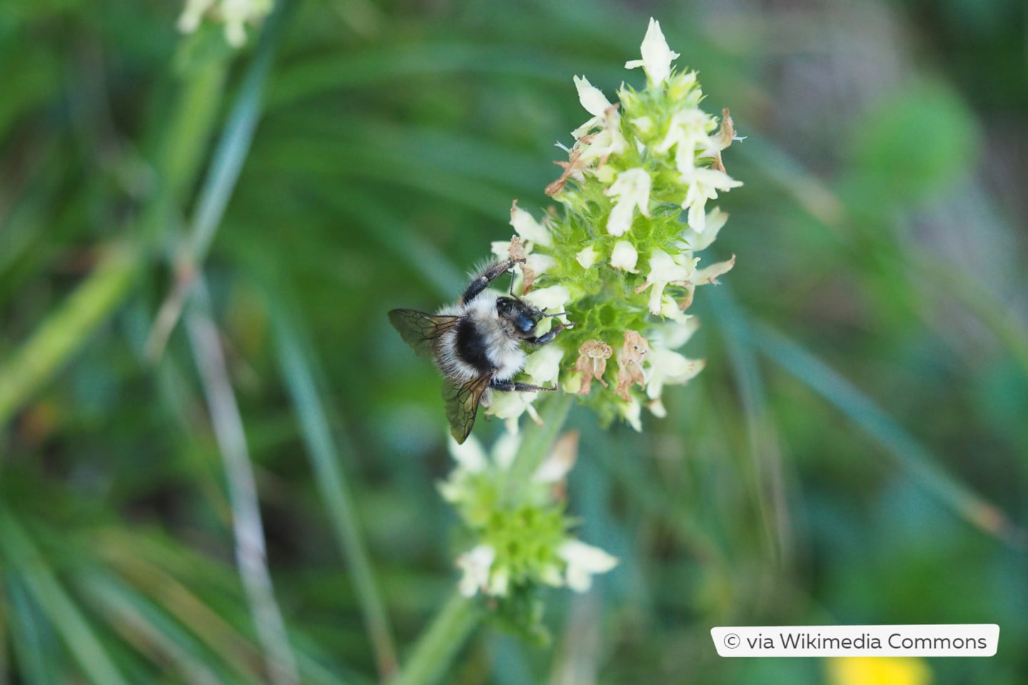 Weisse Hummel