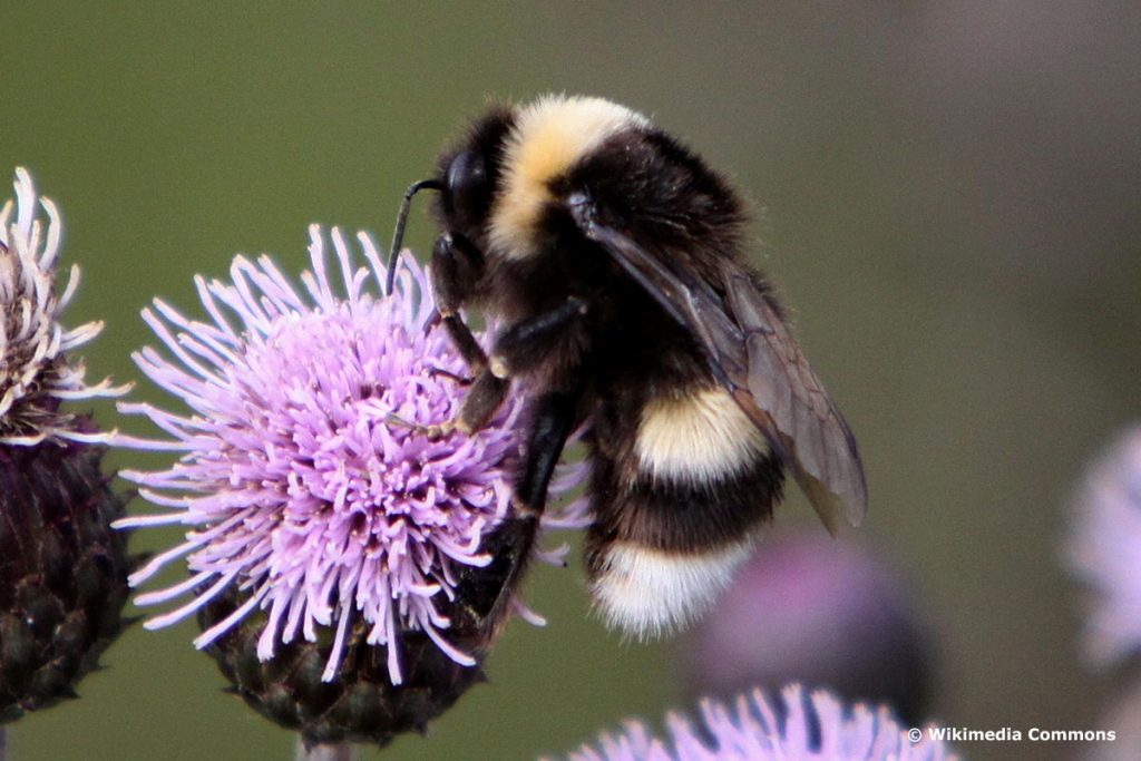 Große Erdhummel (Bombus magnus), heimische Hummelart