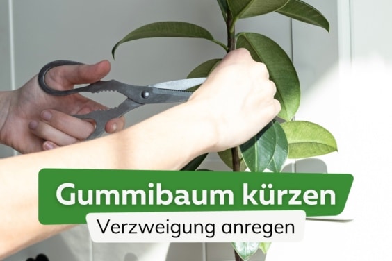 Gummibaum kürzen: so verzweigt er sich ideal