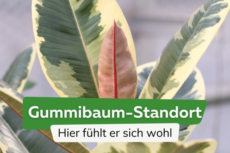 Gummibaum: so sieht der perfekte Standort aus