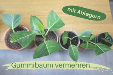 Gummibaum durch Ableger vermehren