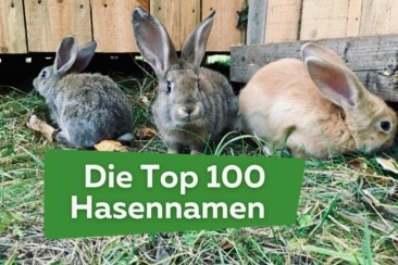 Hasennamen von A-Z: Top 100 Namen für Hasen