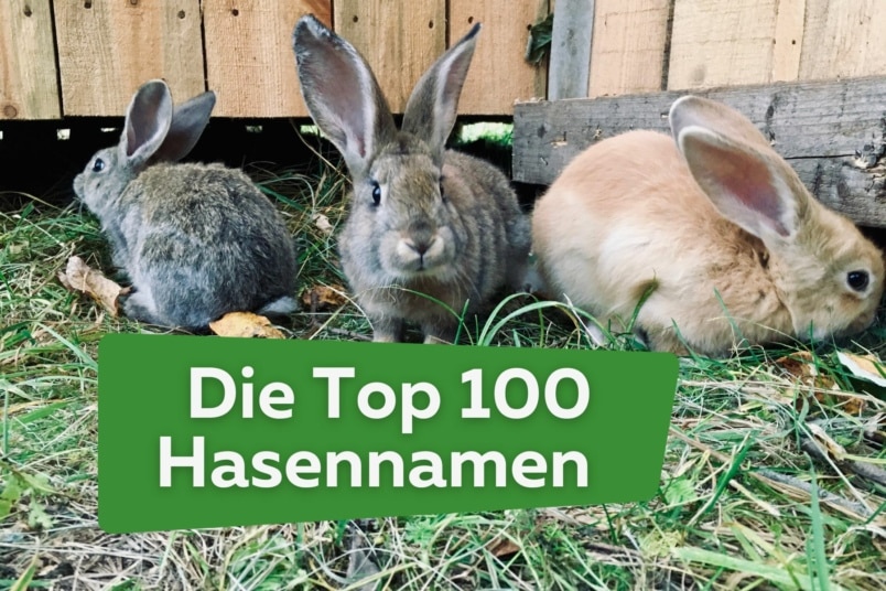 Hasennamen von A-Z: Top 100 Namen für Hasen