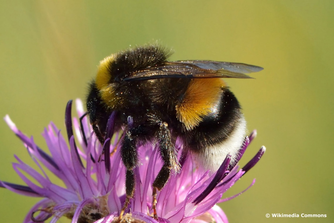 Helle Erdhummel (Bombus lucorum)